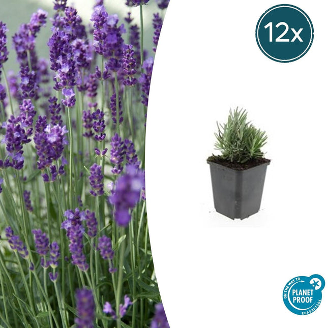 Lavendel Lavandula angustifolia 'Dwarf Blue' – ↕10-25cm – Ø9cm – 12 Pflanzen – Kompakter Duft-Lavendel, Blaue Blüten, Bienenfreundlich, Winterhart, Pflegeleicht