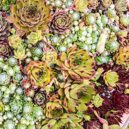 Bodendecker Sempervivum Big Sam – 8 Pflanzen – Winterhart – Verschiedene Farben – Pflegeleichte Hauswurz für Beete, Steingärten, Balkon & Terrasse – Ø14cm H17cm