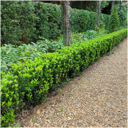 Japanischer Spindelstrauch Euonymus 'Green Spire' – Ø7cm, ↨15cm – 48 Pflanzen – Aufrechter, winterharter Zierstrauch für Garten, Terrasse & Hecke