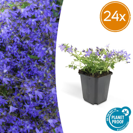 Campanula poscharskyana 'Stella' – 24 Pflanzen – ↕10-25 cm – Ø9 cm – Blaue, kriechende Blüten – Bodendecker – Pflegeleicht – Sonne & Halbschatten