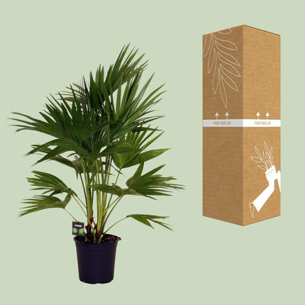 Livistona Chinensis – Fächerpalme – Zimmer- & Terrassenpflanze – Ø24 cm – Ca. 100 cm hoch – Pflegeleichte & elegante Grünpflanze für Innen & geschützten Außenbereich