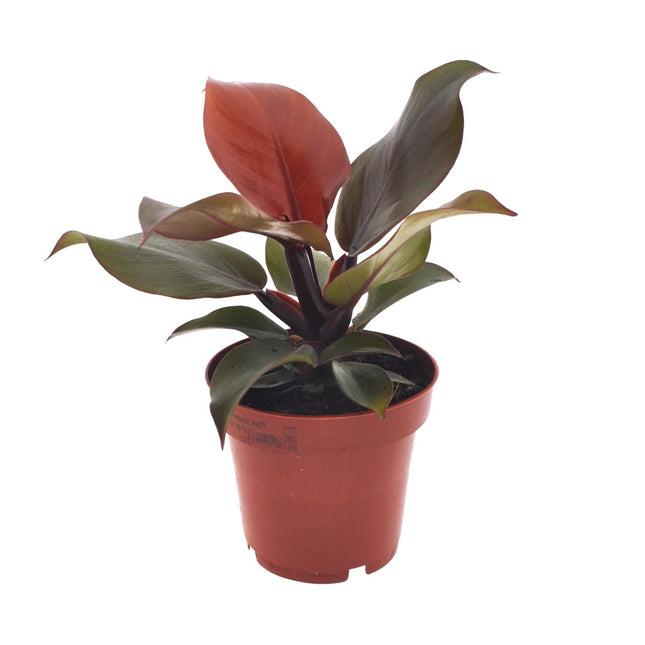 Philodendron Imperial Red – Ø12cm – ↕25cm – Tropische Zimmerpflanze – Luftreinigend & dekorativ – Pflegeleicht