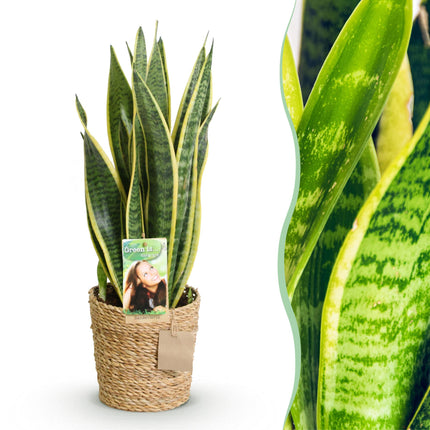 Sansevieria Laurentii – 60-70cm – 17cm inkl. Naturkorb – Pflegeleichte Schwiegermutterzunge – Grün – Gelbes Blattwerk