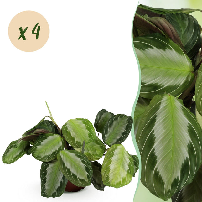 Maranta Fascinator Silverband Gebetspflanze Pfeilwurz – 4 Pflanzen im Set – 12cm – Höhe 30-35cm