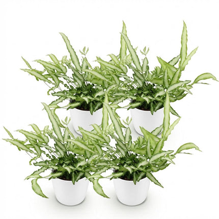 Pteris cretica Albolineata 4er Set Pflanzen Mit Weißem Topf Ø12cm Höhe ca.20cm Schwertfarn Haustierfreundlich Luftreinigend Pflegeleicht Für