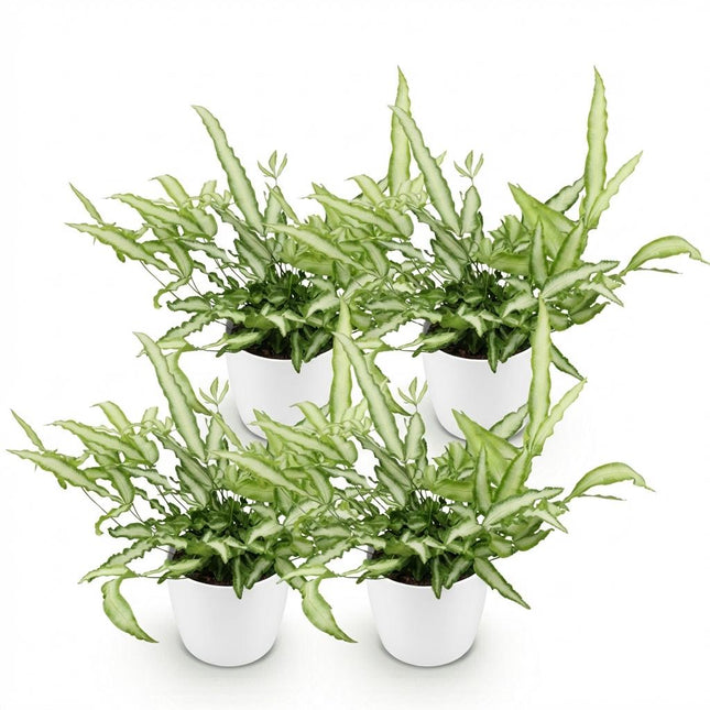 Pteris cretica Albolineata 4er Set Pflanzen Mit Weißem Topf Ø12cm Höhe ca.20cm Schwertfarn Haustierfreundlich Luftreinigend Pflegeleicht Für