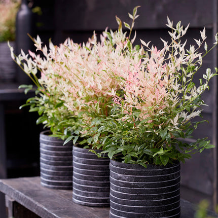 Nandina domestica Twilight – 2 Pflanzen – 17cm – Höhe ca. 45cm – Immergrüner Heiliger Bambus mit buntem Laub & roter Herbstfärbung