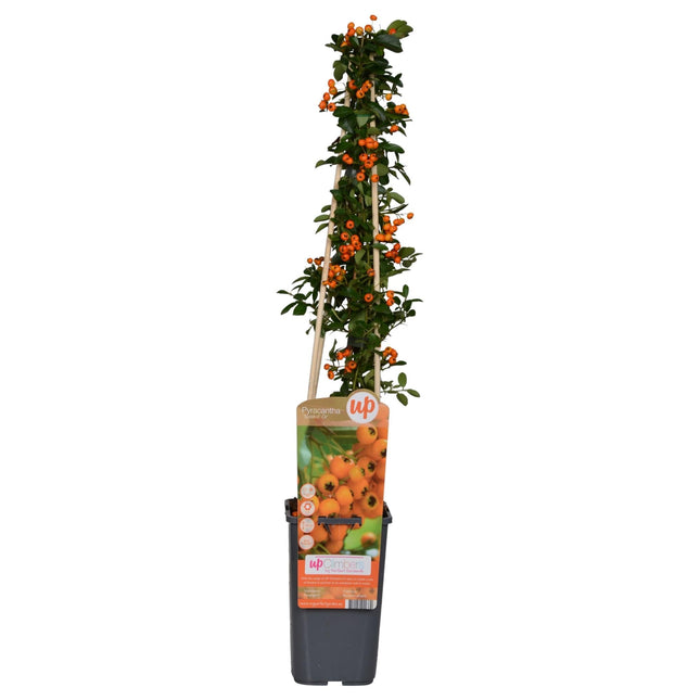 Feuerdorn - Pyracantha 'Soleil d’Or' - Ø15cm ↕65cm - Immergrüner Strauch mit gelben Beeren - Winterhart & vogelfreundlich