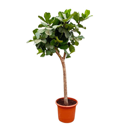 Ficus Lyrata Baum XXL 230cm – Geigenfeige Zimmerpflanze extra groß – Ø40-45cm – große glänzende Blätter – ideal für Wohnzimmer & Büro