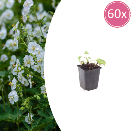 Geranium macrorrhizum White Ness – 60 Pflanzen – Ø9cm – Höhe 10-25cm