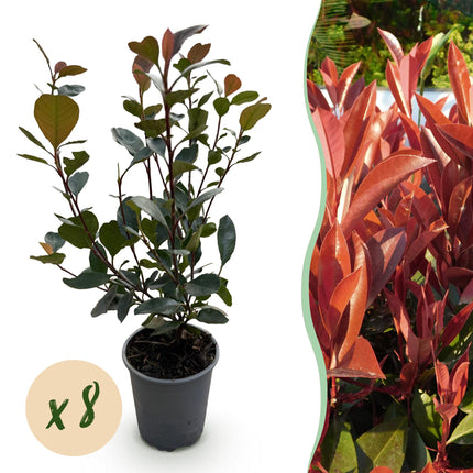 Glanzmispel Photinia Little Red Robin – 8 Pflanzen für 1 lfm Hecke – Immergrüner Strauch – 9cm – Höhe 30-35cm