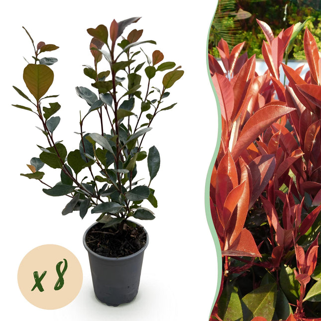 Glanzmispel Photinia Little Red Robin – 8 Pflanzen für 1 lfm Hecke – Immergrüner Strauch – 9cm – Höhe 30-35cm