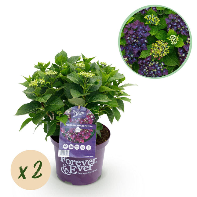 Hortensie Forever & Ever – Lila – 2 Pflanzen – Hydrangea macrophylla – 23cm – Ca. 55cm hoch – 7-12 Blüten – Für Balkon, Terrasse & Beet