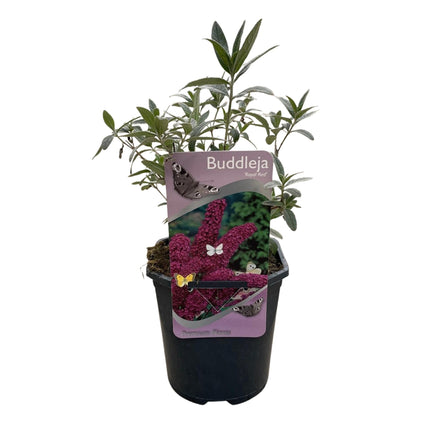Schmetterlingsstrauch Buddleja davidii Royal Red – Rote Blüten – Laubabwerfend – Schmetterlingsfreundlich – 17 cm Höhe 25 cm