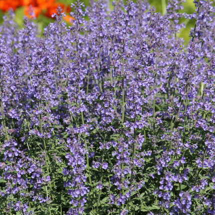 Nepeta Grol Katzenminze – 60 Pflanzen – Ø9cm – Höhe 10-25cm – Winterharte Staude – Blauviolette Blüten – Bienenfreundlich für Beet & Rabatte
