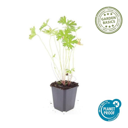 Storchschnabel Geranium 'Johnson's Blue' – ↕10-25cm – Ø9cm – 6 Pflanzen – Winterharte Staude & Bodendecker – Leuchtend blaue Blüten