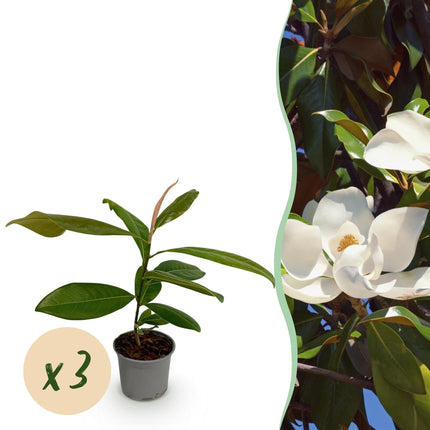 Magnolia grandiflora – 3 Pflanzen – 12cm – Höhe ca. 30cm – Immergrüne Magnolie mit großen cremeweißen Sommerblüten für Beet, Balkon & Terrasse