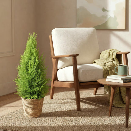 Cupressus Gold Crest Wilma – 85-95cm – 21cm mit Korb – Pflegeleichte Zimmerkonifere – Gelbgrüne Duftzypresse für Wohnzimmer, Büro & Eingangsbereiche
