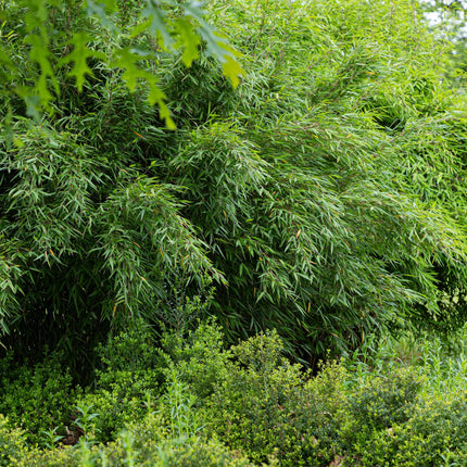 Bambus Fargesia Red Dragon – Immergrün – 2 Pflanzen – Nicht ausbreitend – Mit roten Stängeln – Für Hecke, Garten & Terrasse – Ø14cm Höhe ca. 35cm