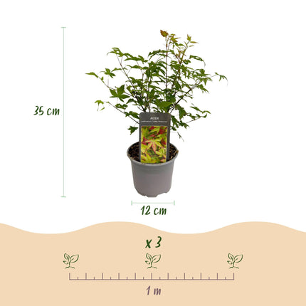 Ahorn Acer palmatum Little Princess – Grün – Laubabwerfend – Wenig Pflege – 12cm Höhe 35cm