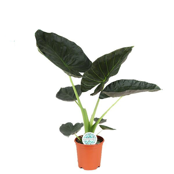 Elefantenohr Alocasia Regal Shield – große Zimmerpflanze mit herzförmigen Blättern – Höhe ca. 90cm Ø21cm