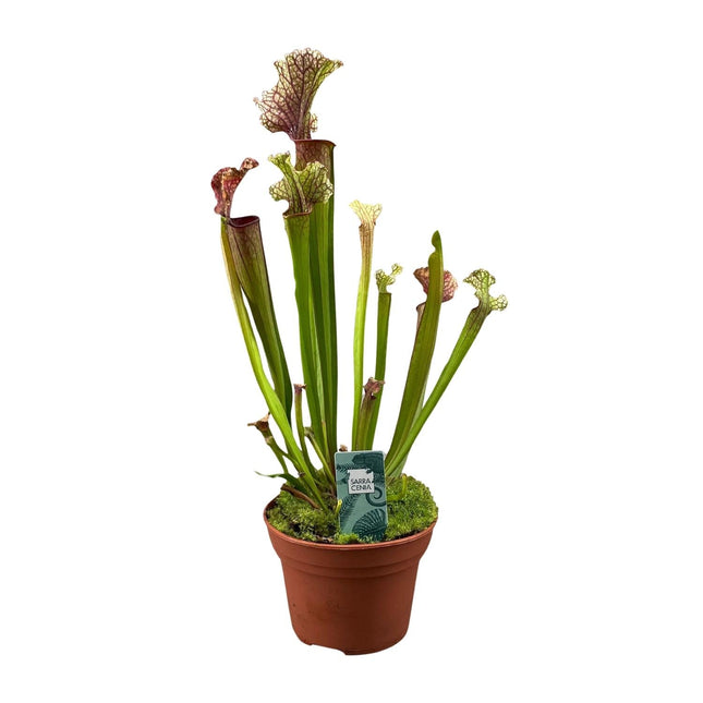 Schlauchpflanze Sarracenia 'Judith Hindle' – Karnivore Zimmerpflanze – Ø12cm – ca. 30cm hoch – Exotisch & pflegeleicht – Für helle bis halbschattige Standorte
