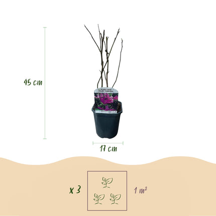 Purpur – Magnolie Magnolia Susan – Strauch – Blumen dunkelrosa – Wenig Pflege – 17cm Höhe 45cm – Frühjahrsblüher für Garten & Terrasse