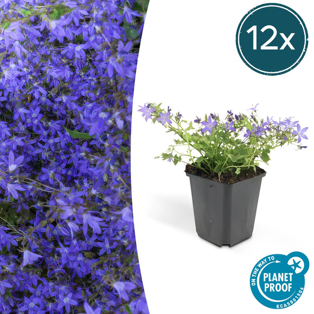 Hängepolster-Glockenblume – Campanula poscharskyana 'Stella' – ↕10-25 cm – Ø9 cm – 12 Pflanzen – Kriechender Bodendecker – Blühend & pflegeleicht – Sonne & Schatten
