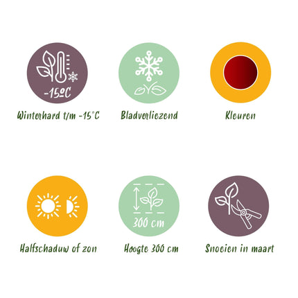 Japanischer Ahorn – Acer palmatum Jerre Swarts – 2 Pflanzen – Dunkelrot – je ca. 70 cm hoch – im 19 cm Topf – Balkon- & Kübelpflanze – Farbwechsel im Herbst