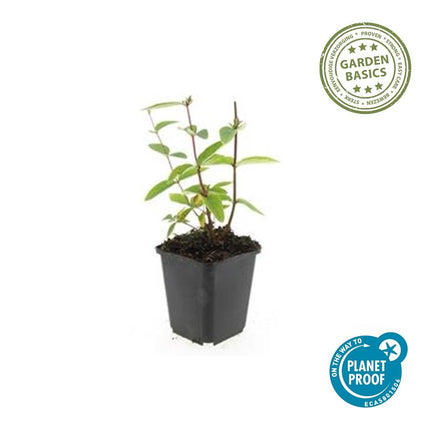 Hypericum inodorum 'Annebel' – 48 Pflanzen – ↕10-25 cm – Ø9 cm – Gelber Sommerblüher – Pflegeleichter, winterharter Strauch