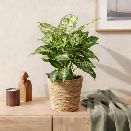 Dieffenbachia Compacta – Bunte Dieffenbachia – 2 Pflanzen – 45-50cm – 17cm