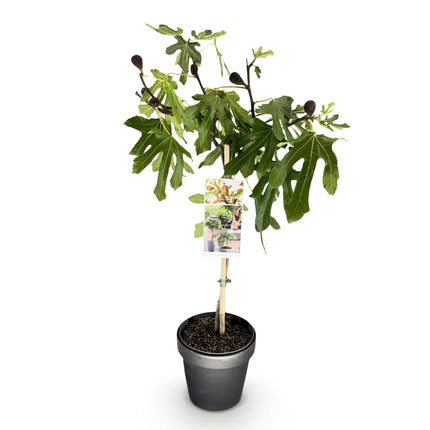Feigenbaum Ficus carica Little Miss Figgy – 19cm Höhe ca.90cm – Winterhart & laubabwerfend – Kompakter Feigenbaum mit grünen Früchten