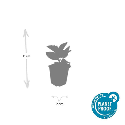 Leuchtender Sonnenhut Rudbeckia fulgida 'Goldsturm' – ↕10-25cm – Ø9cm – 40 Pflanzen – Gelbe Blüten – Bienenfreundlich – Pflegeleichte Staude – Sonniger Standort