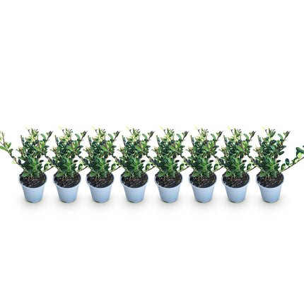 Ilex crenata Caroline Upright – 8 Pflanzen für 1 lfm Hecke – Immergrüner Strauch – 9cm Topf – Höhe 25-30cm