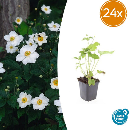 Anemone hyb. 'Honorine Jobert' – 24 Pflanzen – ↕10-25cm – Ø9cm – Herbstanemone – Weiße Blüten – Sonne & Halbschatten – Pflegeleicht