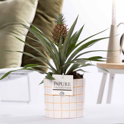Ananas Rosita in Keramiktopf – Ø12cm ↕35cm – Exotische Zimmerpflanze mit pinker Frucht – Tropische Ananaspflanze im Designer – Keramiktopf
