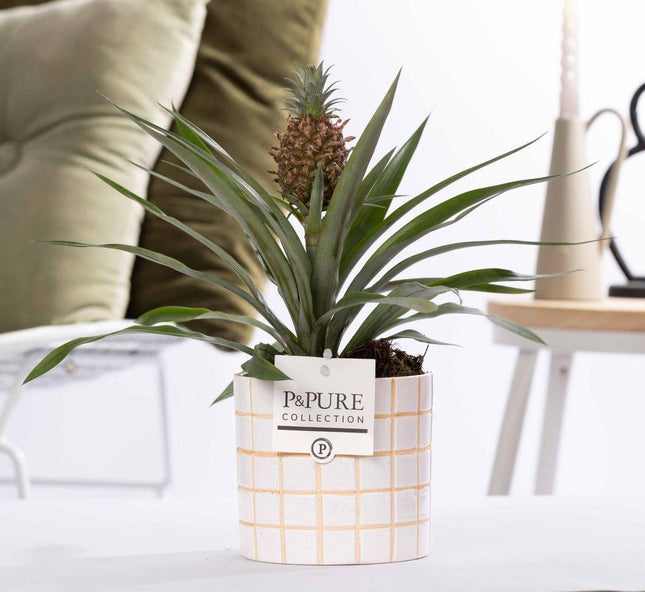 Ananas Rosita in Keramiktopf – Ø12cm ↕35cm – Exotische Zimmerpflanze mit pinker Frucht – Tropische Ananaspflanze im Designer – Keramiktopf