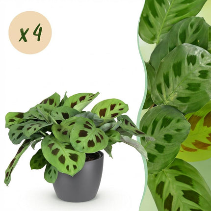 Maranta Fascinator Kerchoveana Zebrapflanze – 4er Set Zimmerpflanzen im grauen Topf Ø12cm Höhe25cm – Haustierfreundliche Grünpflanze – Pflegeleicht