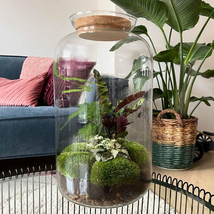 Flaschengarten Botanical Sven XL – DIY Bausatz Terrarium – ↕43cm – Do – It – Yourself Pflanzen – Set mit Korkdeckel – Autarkes Ökosystem