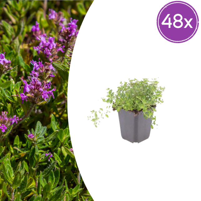 Thymus serpyllum Set – 48 Pflanzen Ø9cm – Duftender Sand Thymian Bodendecker – Winterhart trockenheitsresistent niedrig wachsend