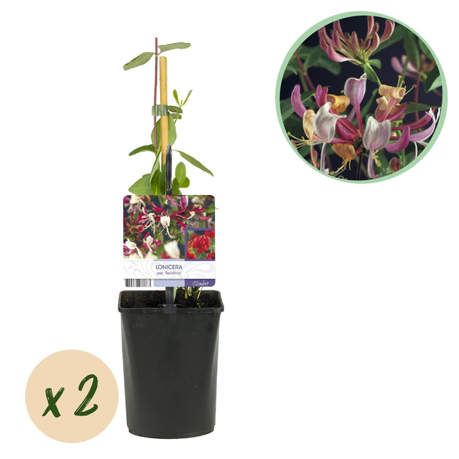 Kletterpflanze Lonicera Serotina – Rosa – Weiße Blüten – Spätsommerblüte – 2 Pflanzen – 11cm x H40cm – Winterhart & Pflegeleicht