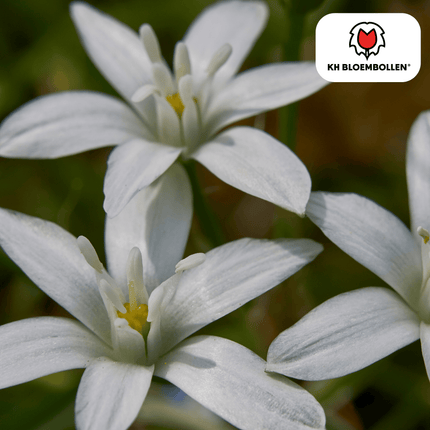 Vogelmilch (Ornithogalum) – 30 Blumenzwiebeln – weiße sternförmige Blüten – Frühlingsblumenzwiebeln – ideal für Rabatten & Naturgärten
