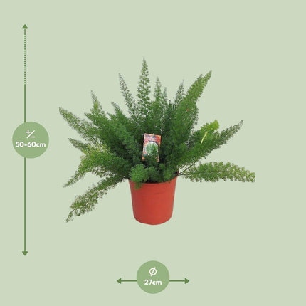 Spargelfarn – Asparagus Densiflorus 'Meyeri' –  Zimmerpflanze – Luftreinigend – Ø27cm – ↕60cm – Pflegeleicht & dekorativ – Ideal für Halbschatten