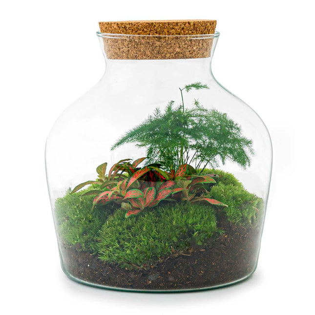 Flaschengarten Little Joe – DIY Bausatz Terrarium – ↕21,5cm – Do-It-Yourself Pflanzen-Set im Glas mit Korkdeckel – Autarkes Mini-Ökosystem – Inkl. Fittonia, Spargel & Moos – Für Wohnung & Büro