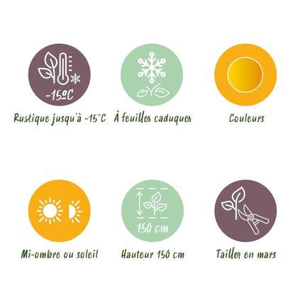 Japanischer Ahorn – Acer palmatum 'Jordan' – 2 Pflanzen – ca. 70 cm hoch – Ø19 cm – leuchtend gelbe Blätter – Balkon- & Gartenpflanze