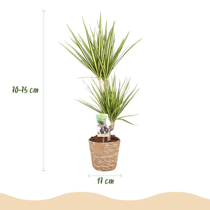 Dracaena Sunray – 70-75cm – 17cm inkl. Naturkorb – Pflegeleichter Drachenbaum – Grün – Gelbes Blattwerk