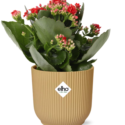 Flammendes Käthchen – Kalanchoe Rosalina Don Justino Rot – Zimmerpflanze mit roten, gefüllten Blüten – Inklusive Vibes Fold Topf Gelb 14 cm – Pflegeleicht & sukkulent – Für helle Innenräume