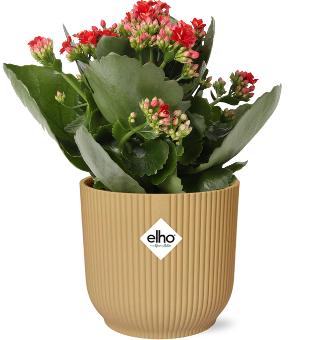 Flammendes Käthchen – Kalanchoe Rosalina Don Justino Rot – Zimmerpflanze mit roten, gefüllten Blüten – Inklusive Vibes Fold Topf Gelb 14 cm – Pflegeleicht & sukkulent – Für helle Innenräume