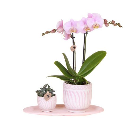 Geschenkset Granada – Rosa – Phalaenopsis Orchidee & Grünpflanze im Dekotopf – Rosa Bio-Tablett – Stilvolles Pflanzenset als Geschenk oder Deko