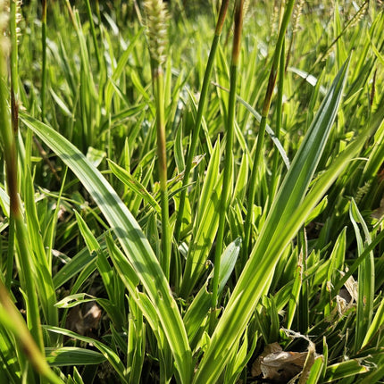 Goldrand Segge Carex morrowii 'Aureovariegata' – ↕10-25cm – Ø9cm – 6 Pflanzen – Immergrünes Ziergras & Bodendecker – Winterhart & pflegeleicht